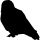 ANIMALS 14