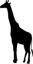 ANIMALS 27