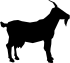 ANIMALS 38
