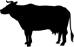 ANIMALS 5