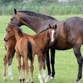 Horse Breeder