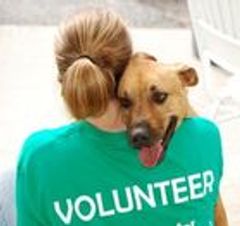 NGOs For Animal in Pune NGOs For Animal in Pune