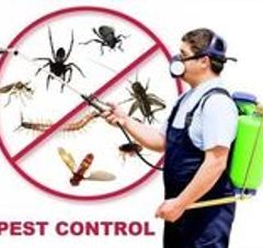 Pry Pest Control