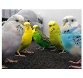 Love Birds Budgies