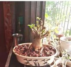 Adenium Mona Nursery