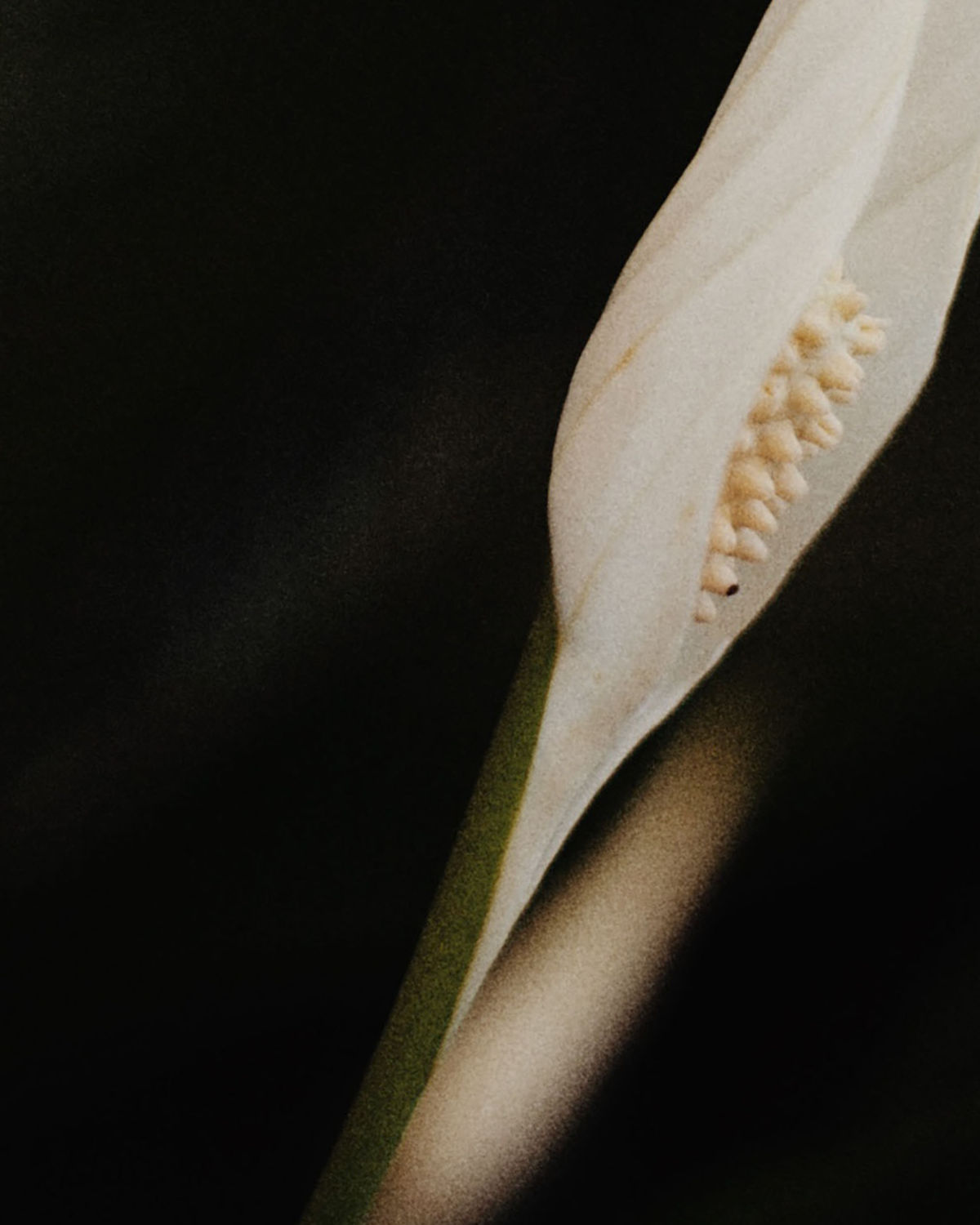 The Fertility Series The Class Digital Studio The Fertility Series The Class Digital Studio