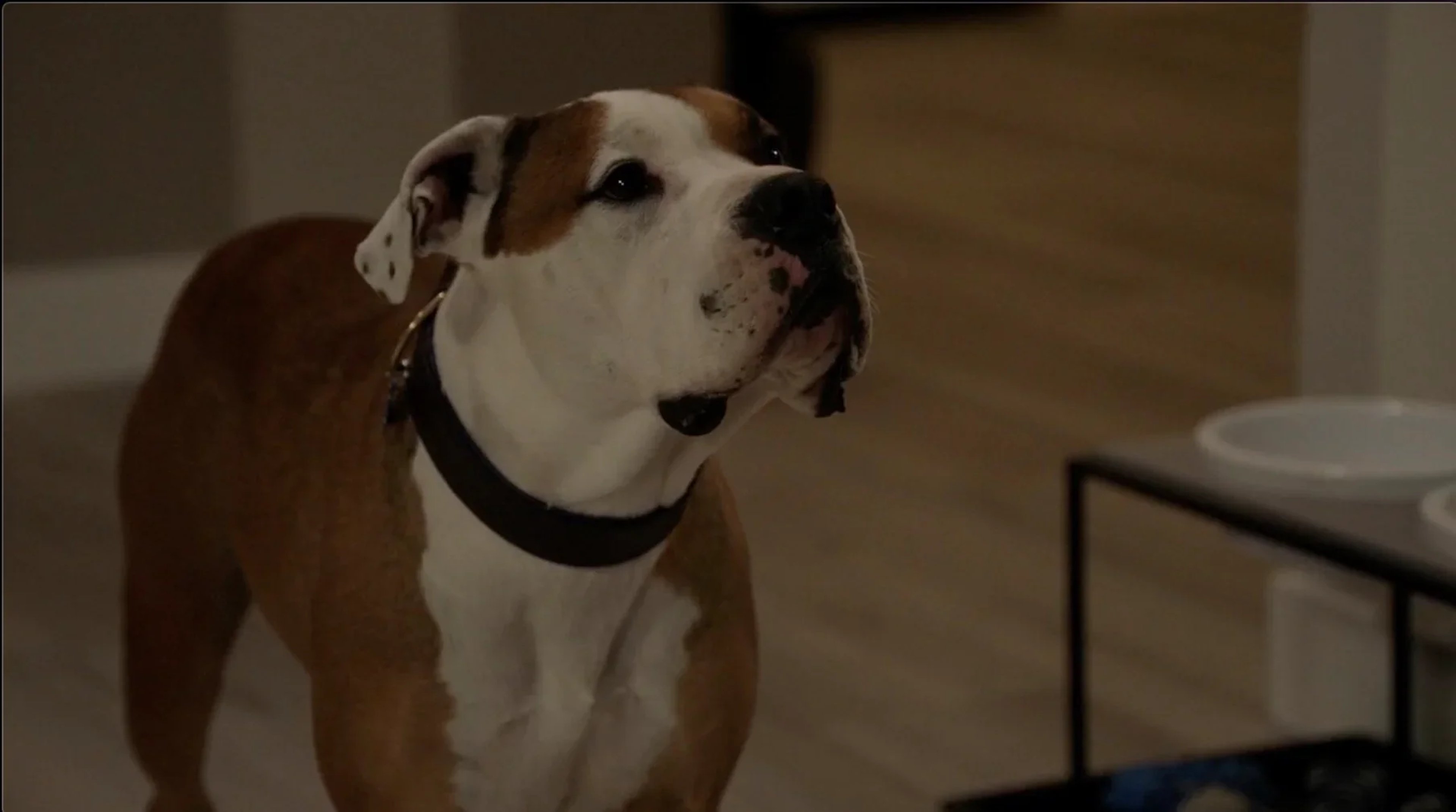 Originally owned by Lucy Chen, a main character,Now owned by Tim Bradford, Lucy's training officer,Became an integral part of Lucy and Tim's lives