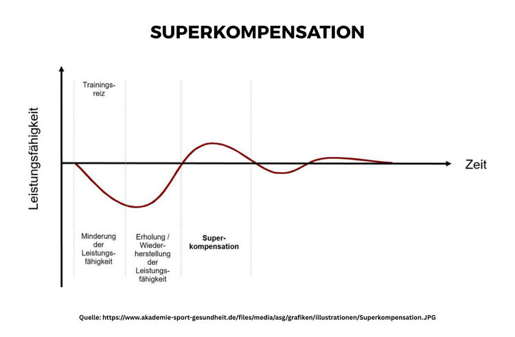 Modell der Superkompensation