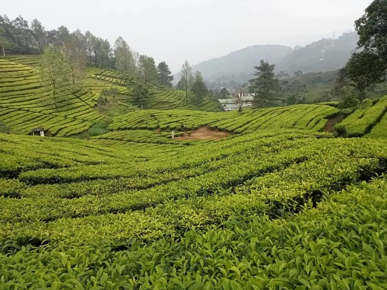 Kebun Teh Gunung Mas: Tiket, Rute, dan Spot Foto Terbaik di Puncak