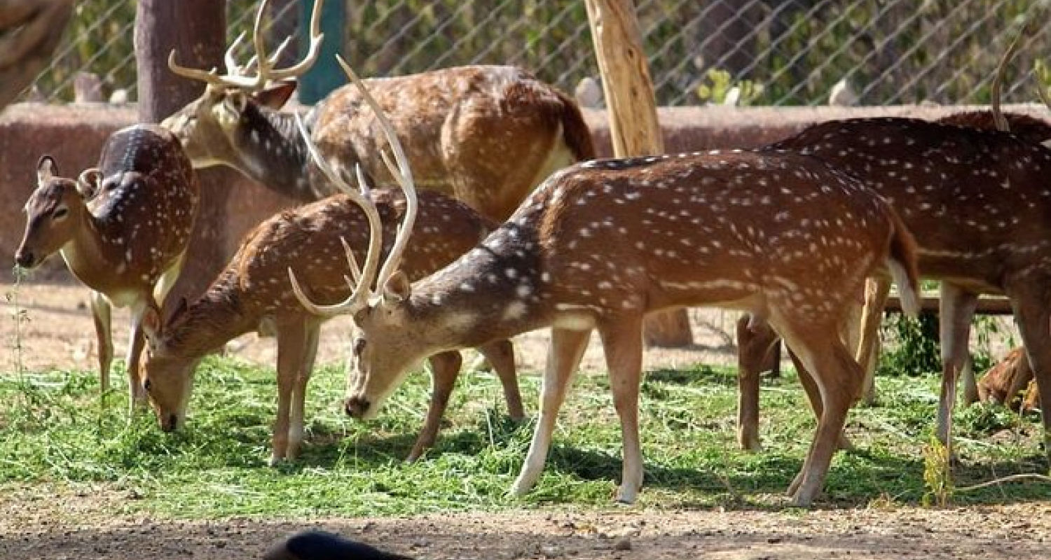 Spotted deer grazing in Jaipur