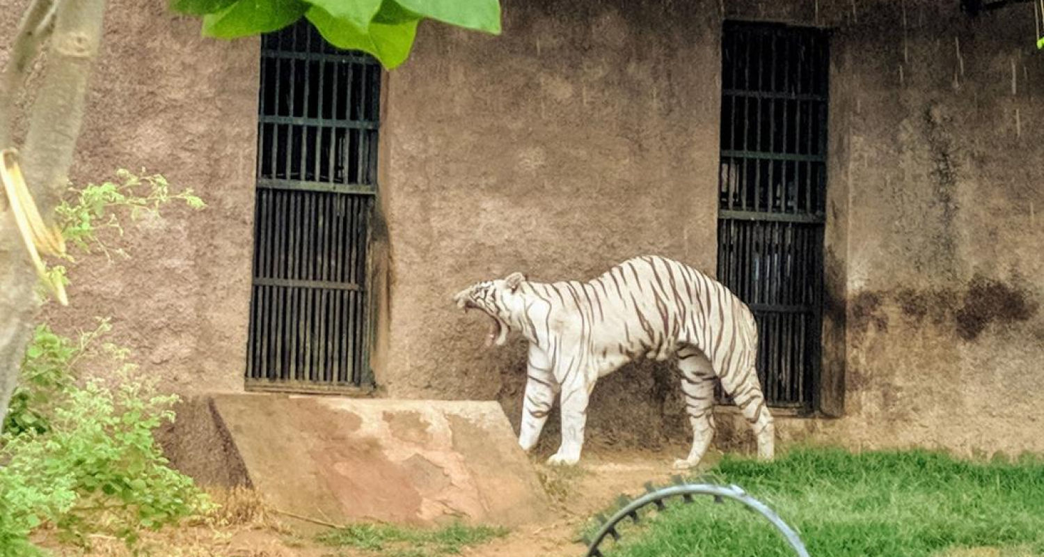 White tiger in zoo enclosure