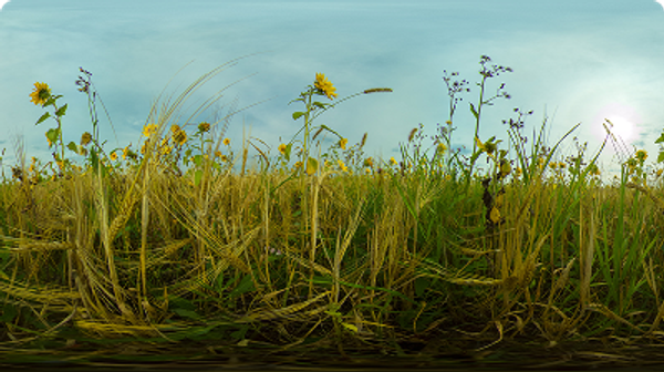 Countryside Ecosystem