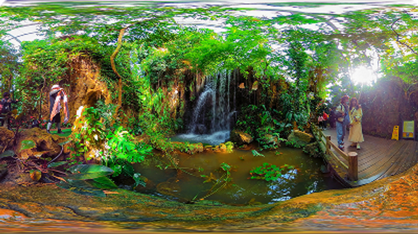 Saving the rainforests Teaching Resources
