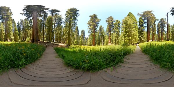Forest Teaching Resources