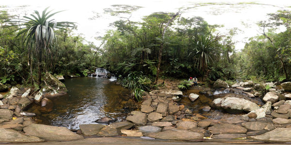 Rain forest teaching material