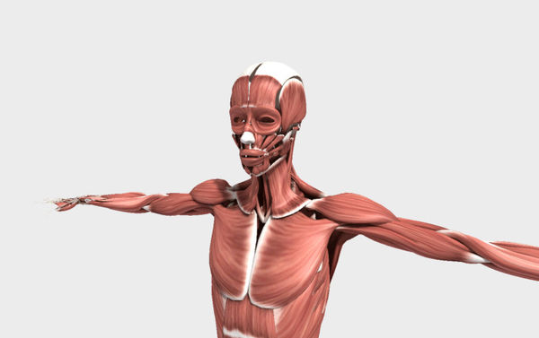 Human Body - Teaching resources