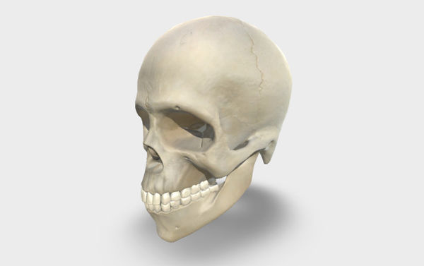 Human Biology Lesson Plan