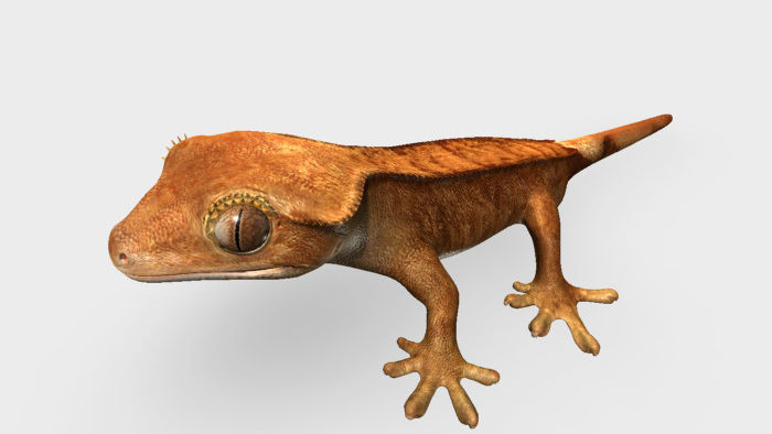 Reptiles Teaching materials