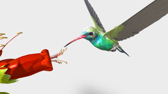 Birds Teaching material
