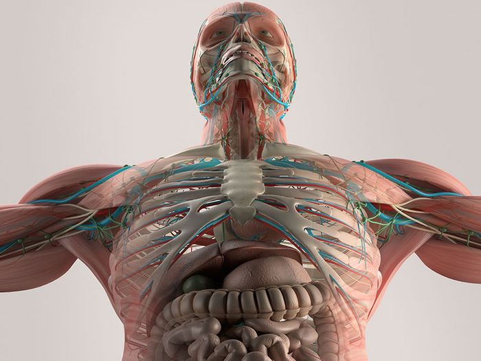 Teach the human body with VR