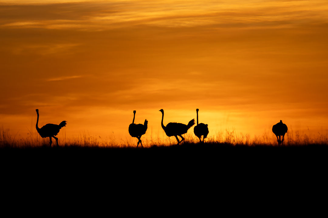 A Dance Of Shadows — wildlife photograph by Miguel Bellido, part of Chasing Sunsets