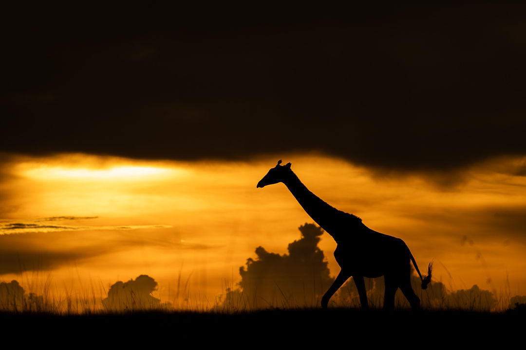 A Shadow In Motion — wildlife photograph by Miguel Bellido, part of Chasing Sunsets