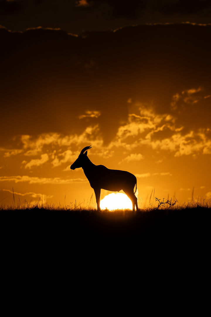 Alignment — wildlife photograph by Miguel Bellido, part of Chasing Sunsets