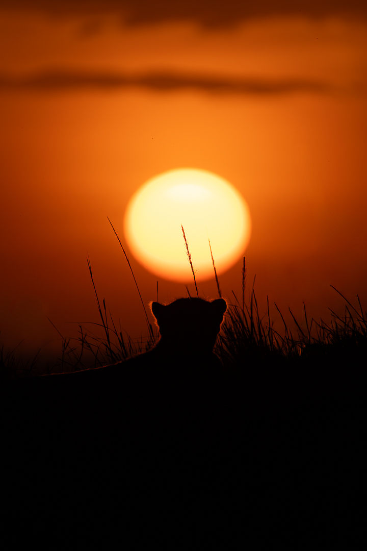 Crowned By The Sun — wildlife photograph by Miguel Bellido, part of Chasing Sunsets