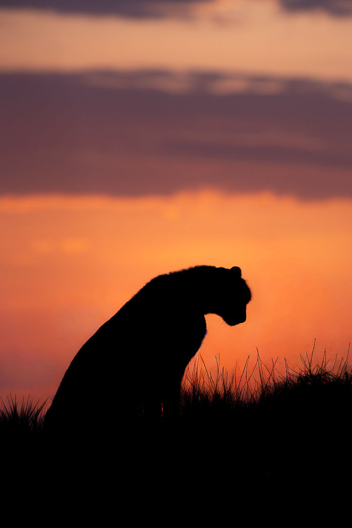 Essence — wildlife photograph by Miguel Bellido, part of Chasing Sunsets