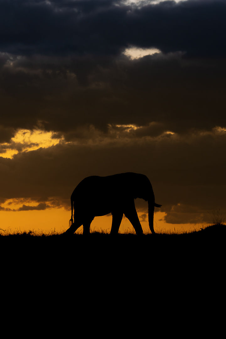 Gentle Giant — wildlife photograph by Miguel Bellido, part of Chasing Sunsets