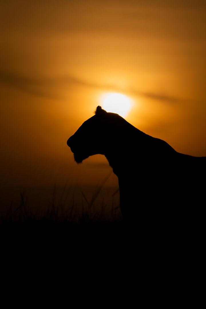 Halo — wildlife photograph by Miguel Bellido, part of Chasing Sunsets