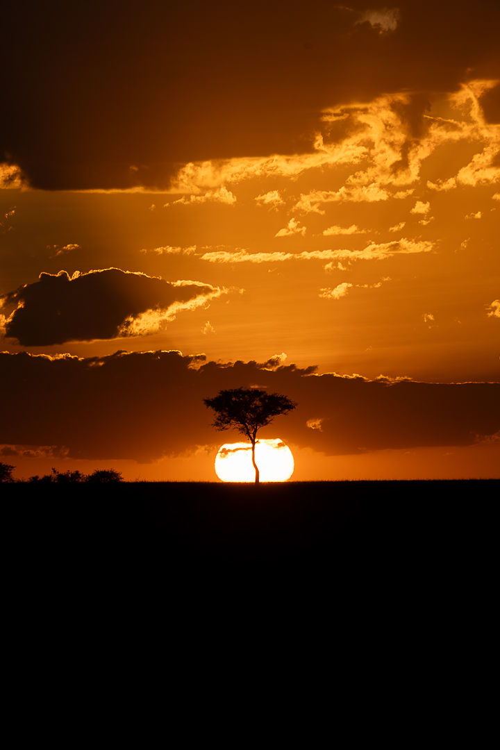 Isolation — wildlife photograph by Miguel Bellido, part of Chasing Sunsets