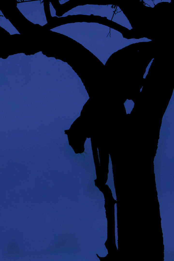 Nocturne — wildlife photograph by Miguel Bellido, part of Chasing Sunsets