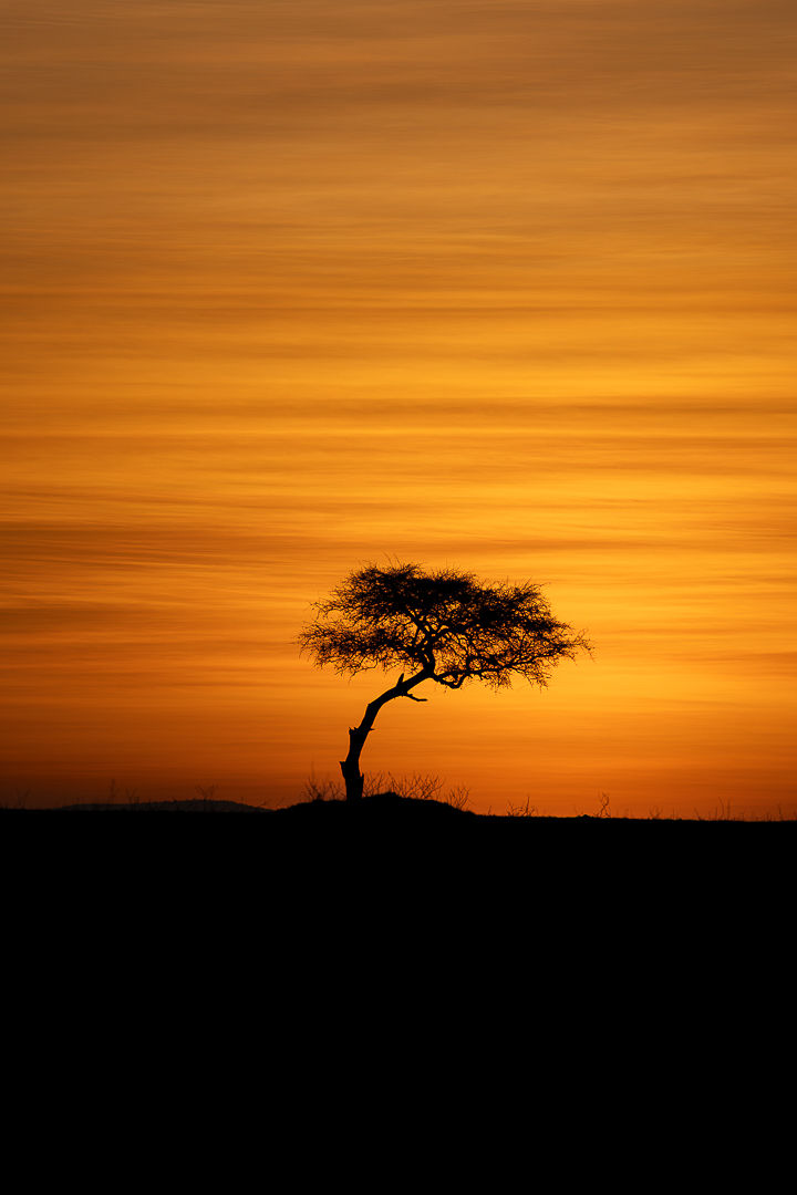 Rooted In Time — wildlife photograph by Miguel Bellido, part of Chasing Sunsets