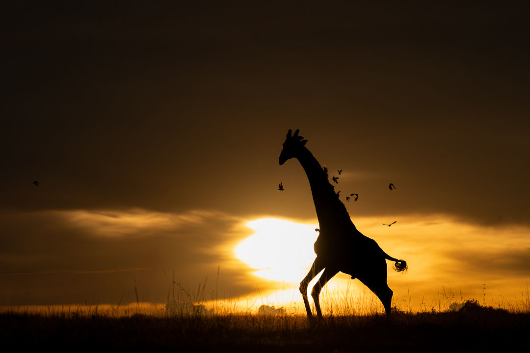 Setting The Sky Free — wildlife photograph by Miguel Bellido, part of Chasing Sunsets