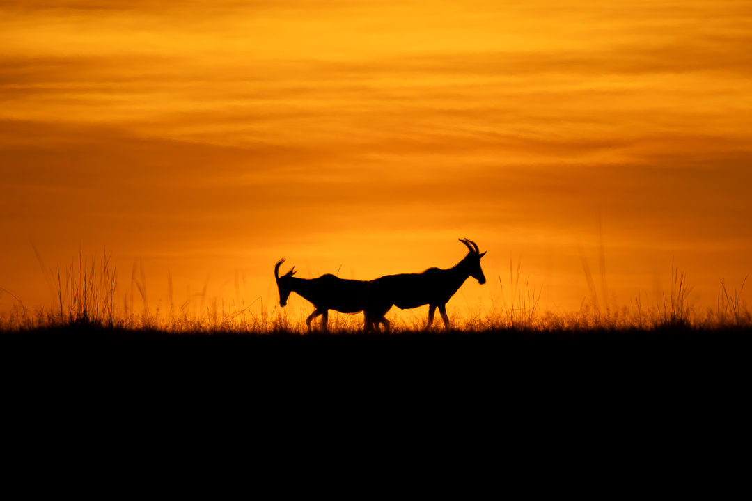 Silent Symmetry — wildlife photograph by Miguel Bellido, part of Chasing Sunsets
