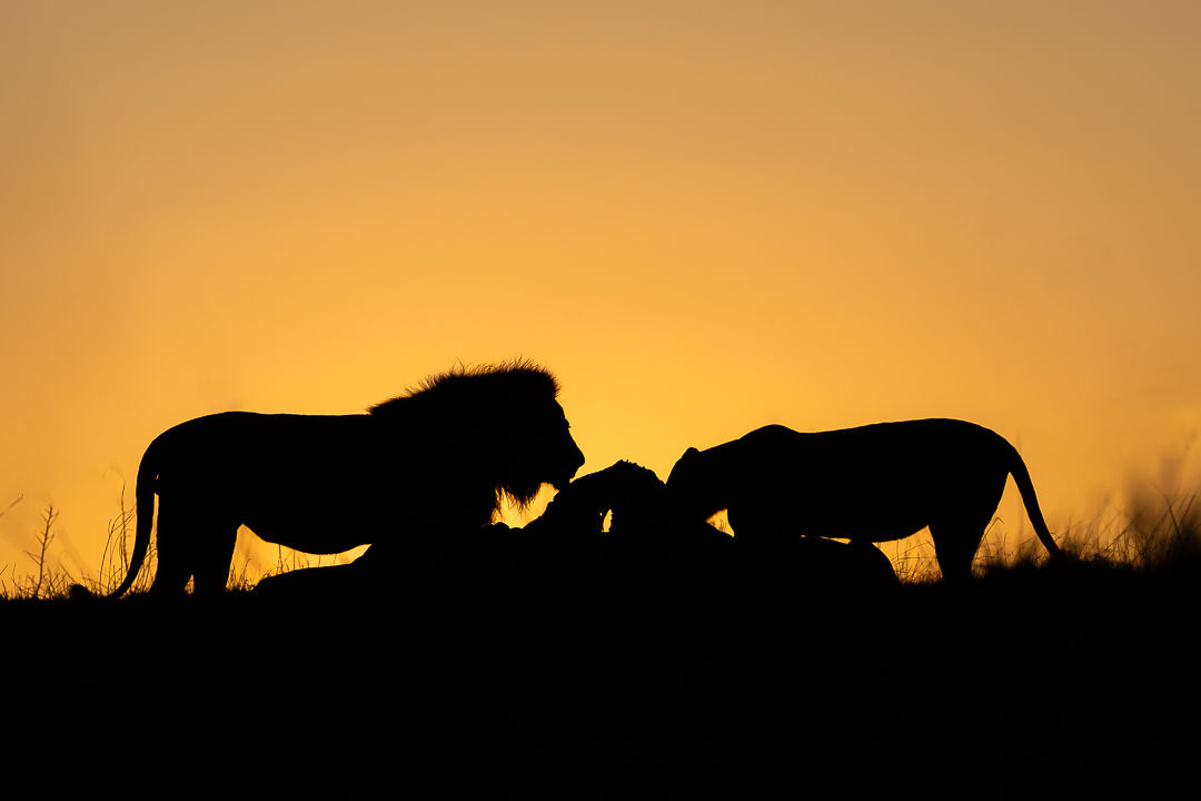The Circle Continues — wildlife photograph by Miguel Bellido, part of Chasing Sunsets
