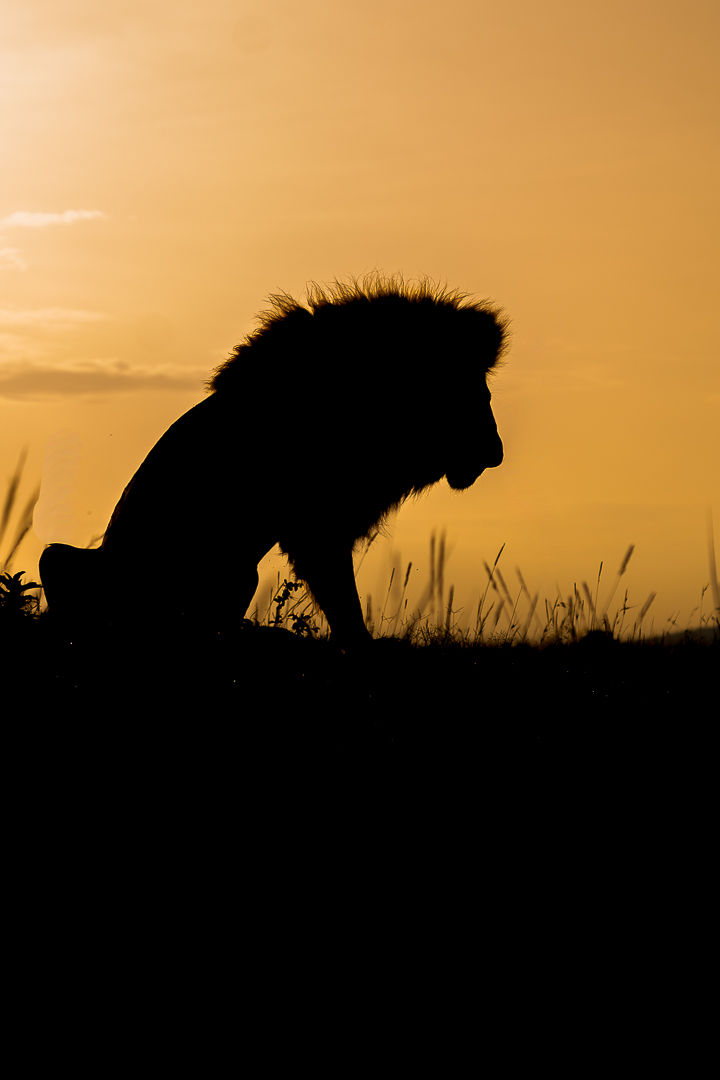 The Shape Of Power — wildlife photograph by Miguel Bellido, part of Chasing Sunsets