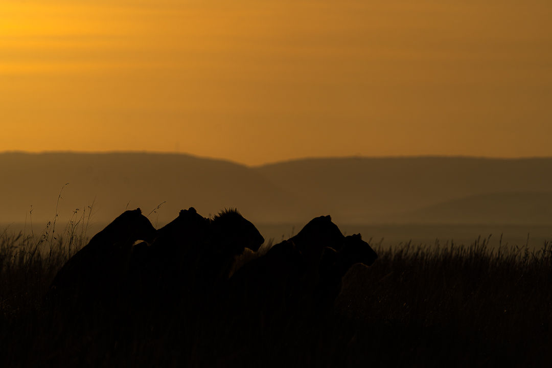 The Silence Before — wildlife photograph by Miguel Bellido, part of Chasing Sunsets
