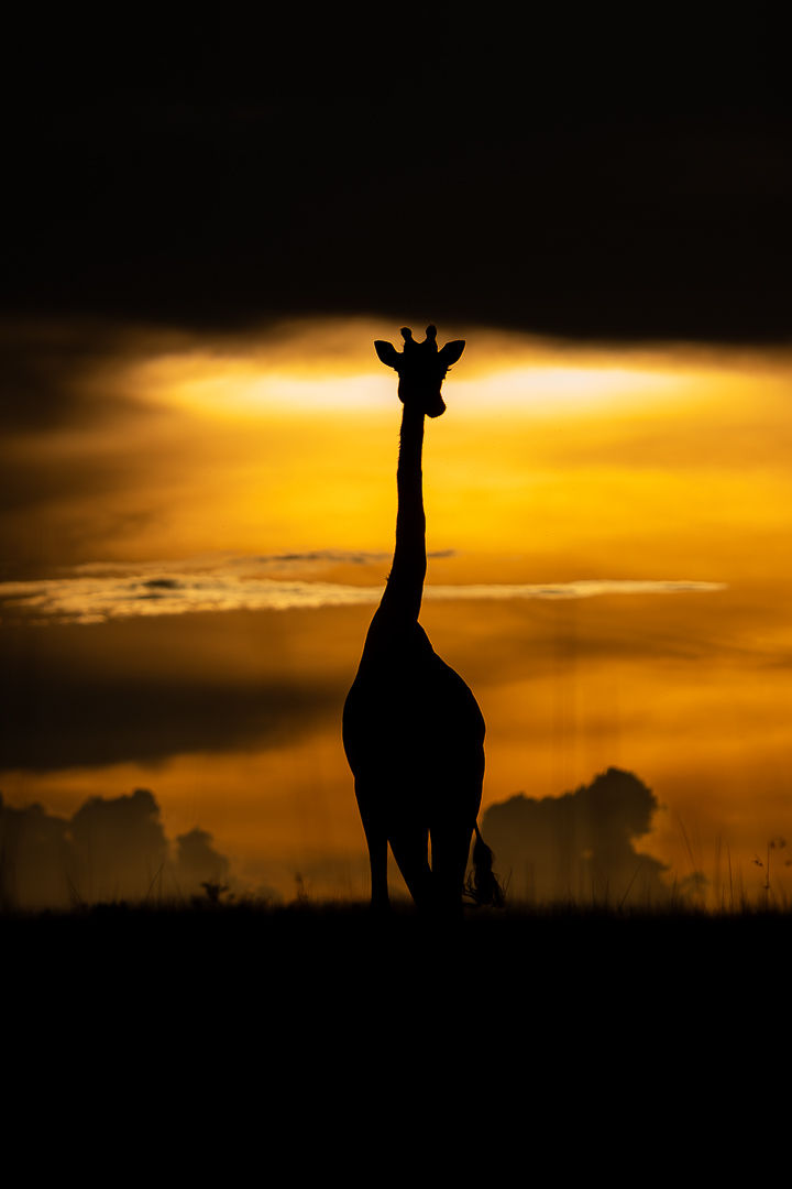 Totem — wildlife photograph by Miguel Bellido, part of Chasing Sunsets