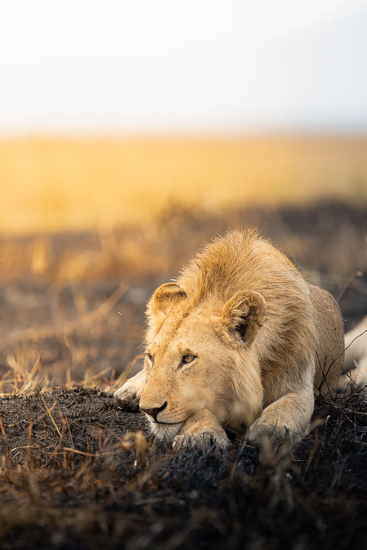A King In Waiting — wildlife photograph by Miguel Bellido, part of The Breath of Africa