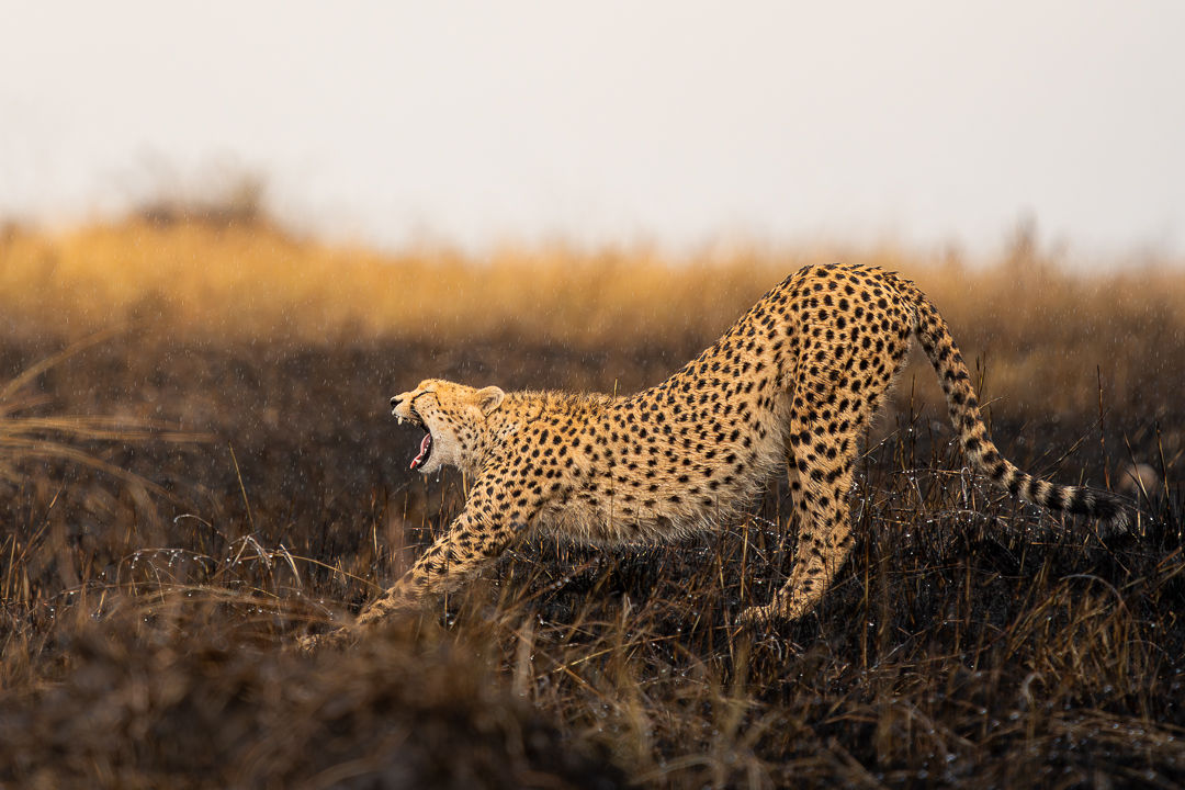Awakening — wildlife photograph by Miguel Bellido, part of The Breath of Africa
