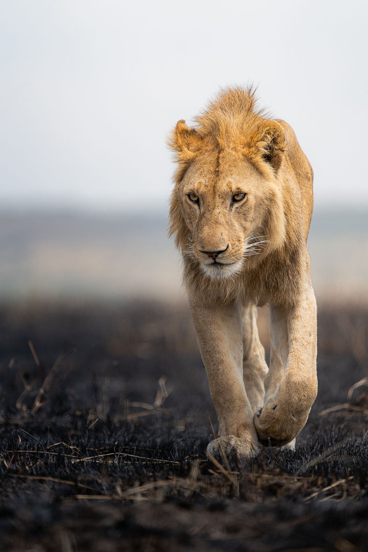 Becoming — wildlife photograph by Miguel Bellido, part of The Breath of Africa