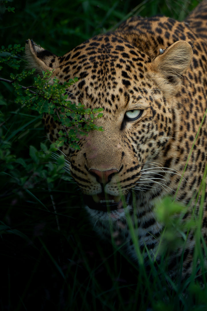 Between Shadows — wildlife photograph by Miguel Bellido, part of The Breath of Africa