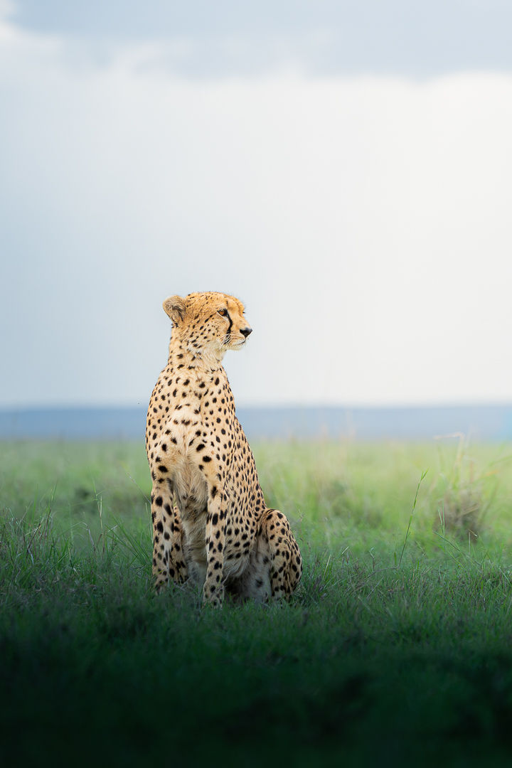 Beyond The Storm — wildlife photograph by Miguel Bellido, part of The Breath of Africa