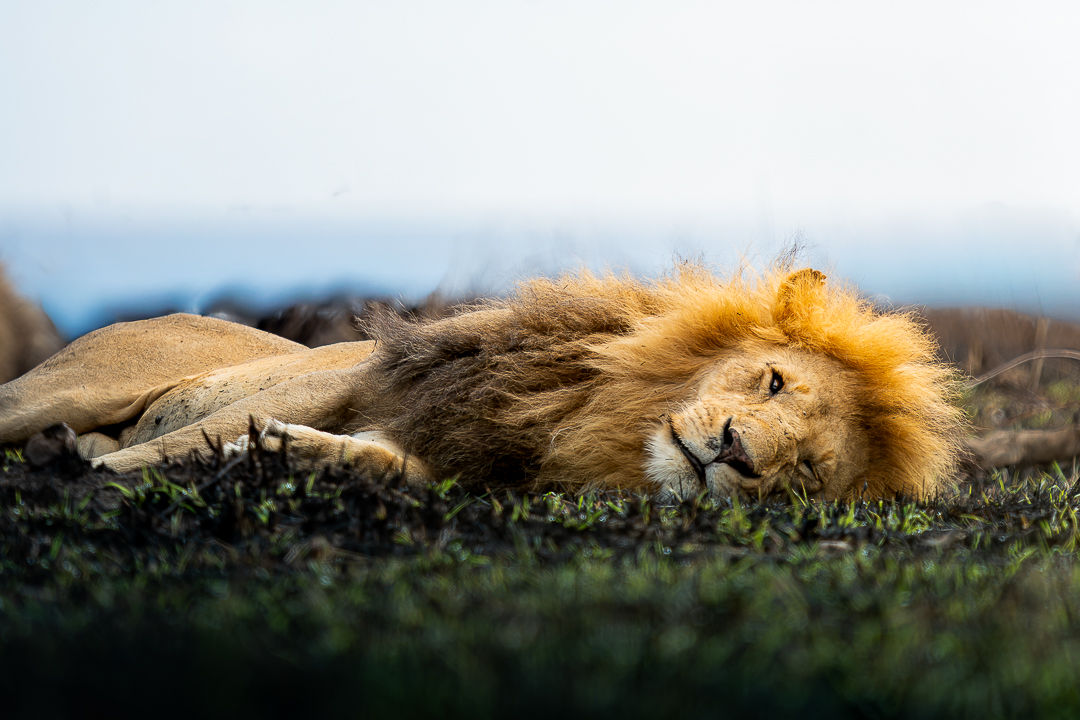 Eye To Eye — wildlife photograph by Miguel Bellido, part of The Breath of Africa