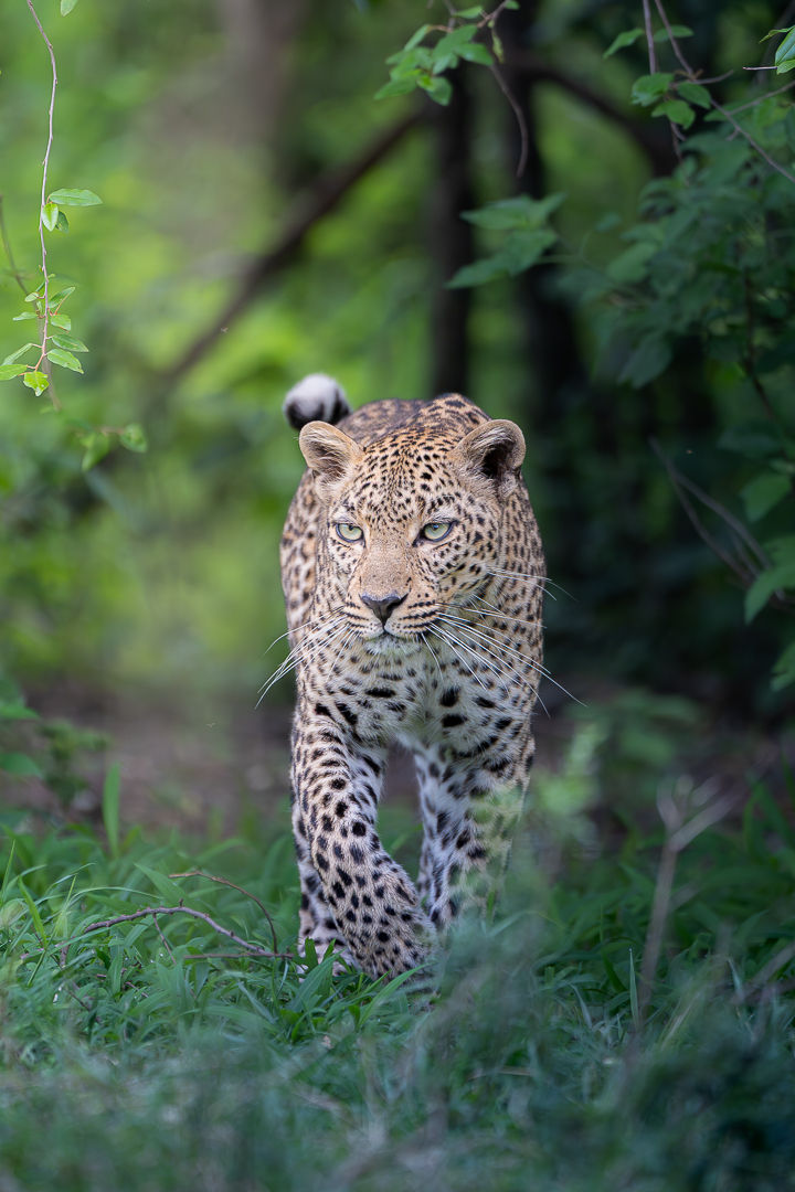 Faulu, The Successful — wildlife photograph by Miguel Bellido, part of The Breath of Africa