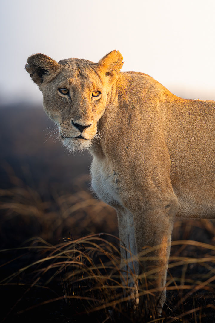 First Light — wildlife photograph by Miguel Bellido, part of The Breath of Africa