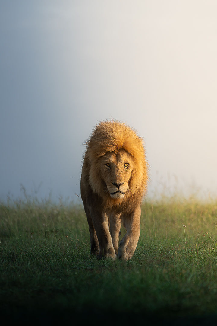 Inevitable — wildlife photograph by Miguel Bellido, part of The Breath of Africa