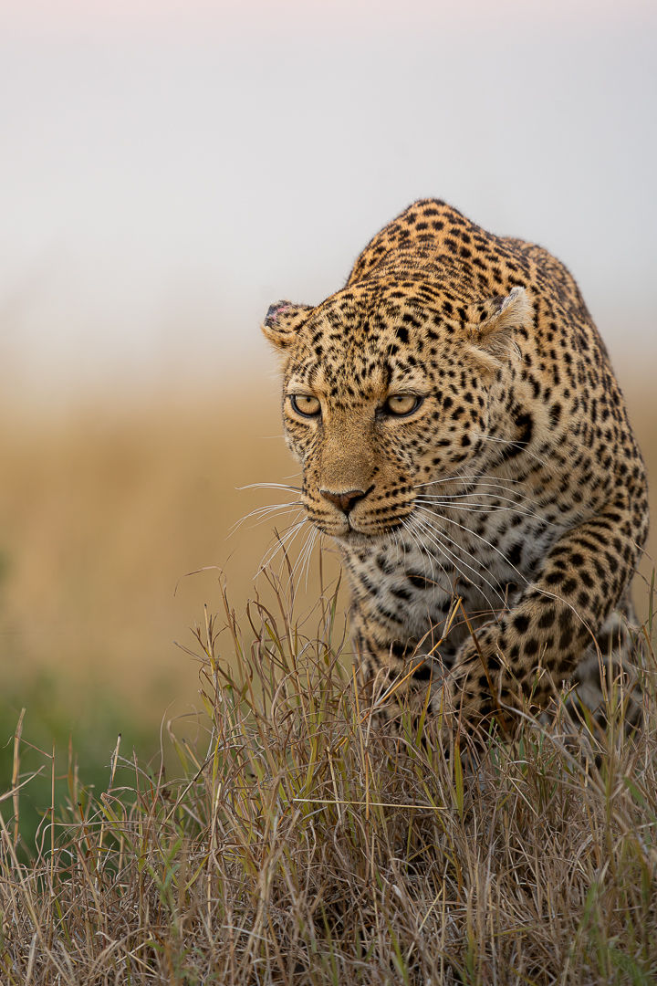 Intent — wildlife photograph by Miguel Bellido, part of The Breath of Africa